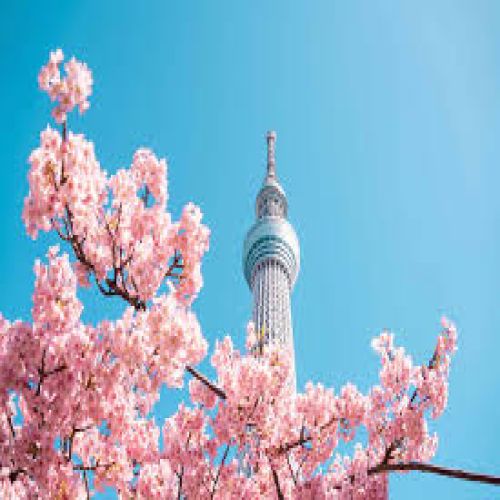 NGẮM HOA ANH ĐÀO TẠI HOKKAIDO DỊP 30/4